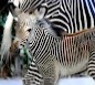 Al Bioparco è nata una rara Zebra di Grevy
